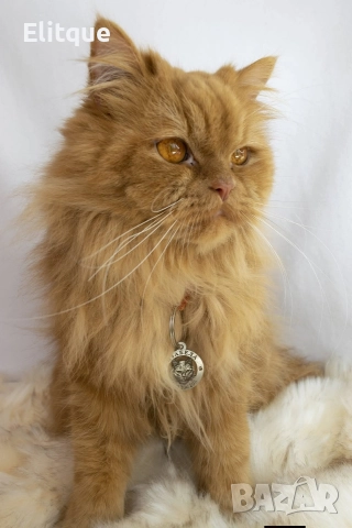 медальони за кучета от неръждаема стомана , снимка 6 - За кучета - 52741098