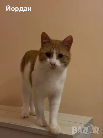 Мъжка кастрирана котка