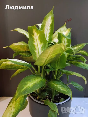 Дифенбафия 'Камила'/Dieffenbachia 'Camilla', снимка 2 - Стайни растения - 55826174