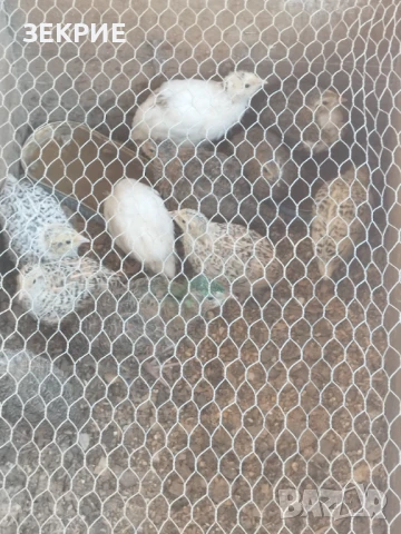 Продавам Домашни Оплодени  Яйца  от Пъдпъдъци , снимка 9 - Други - 46928739