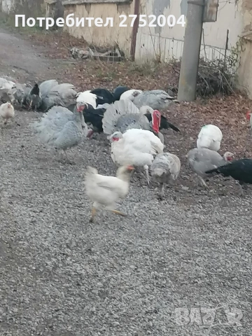 пуйки и пуяци , снимка 8 - Кокошки и пуйки - 52834291