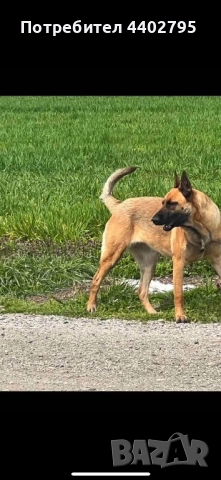 Белгийска овчарка