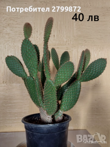 Опунция микродазис, Ешеверия, Граптопеталум, снимка 2 - Градински цветя и растения - 52108842