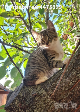 Подарявам котета на добри стопани, гр. Елин Пелин, снимка 3 - Други - 51817321