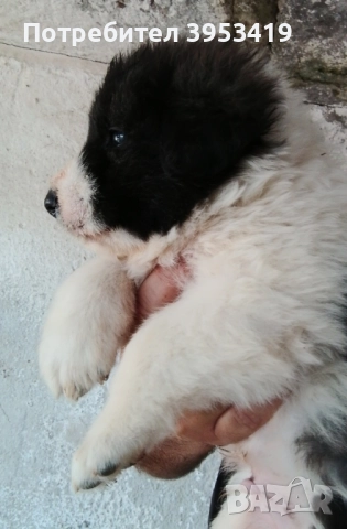 каракачански кученца с доказан произход и качества