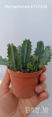 Huernia zebrina, снимка 3 - Стайни растения - 56071139