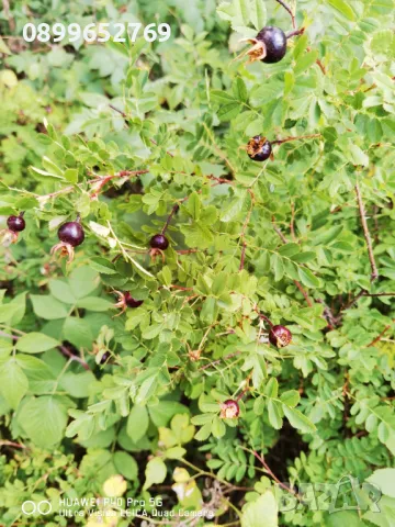 Черна шипка(Дива роза)