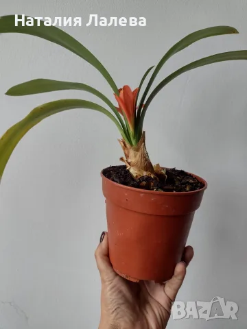 Кливия- оранжева, clivia, снимка 3 - Стайни растения - 56304535