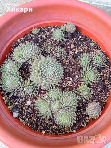 Семпервивум - дебелец  , снимка 3 - Градински цветя и растения - 52001936