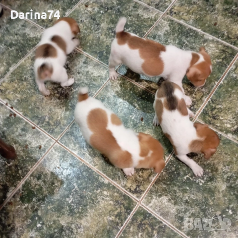 Джак Ръсел териер , снимка 1