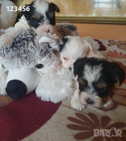 Малки йоркита бивър 