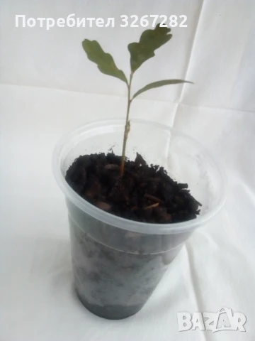 Дъб,Летен,Querca Robur,Разсад, снимка 17 - Разсади - 50499285