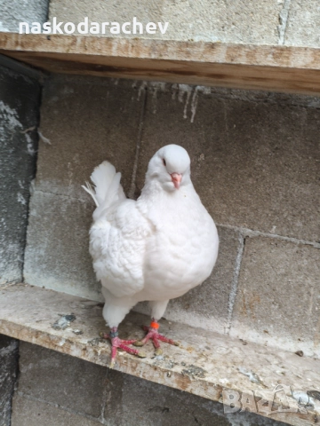 Гълъби порода Америка Кинг, Кингове, снимка 7 - Гълъби - 52411130