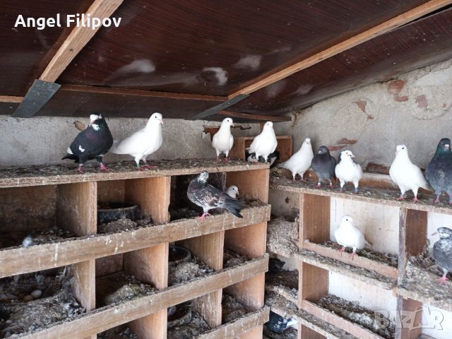 Пазарджишки високолетци, снимка 18 - Гълъби - 35708979