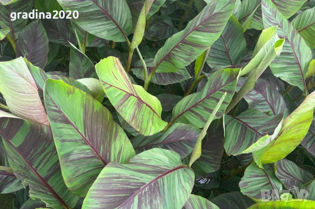 Муса Ever Red – Декоративен Червен Банан, снимка 3 - Разсади - 52714295