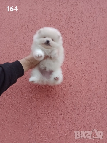 Померани. Реални снимки от 05.01.26 г. , снимка 12 - Померан - 52926285