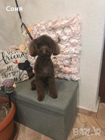 Мини пуделчета, снимка 13 - Пудели - 52762580