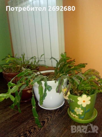 Коледничета в големи керамични саксии , снимка 4 - Стайни растения - 47385426