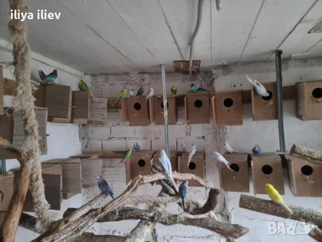 вълнисти папагали, снимка 2 - Папагали - 53569453