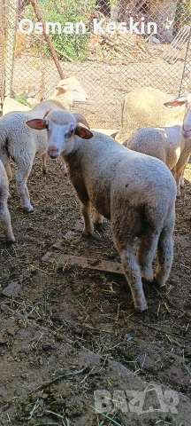 Продавам агнета 