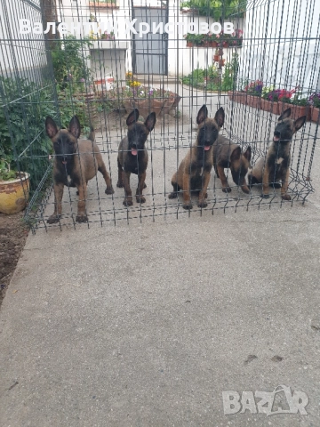 белгийска овчарка малиноа , снимка 5 - Белгийска овчарка - 52530169