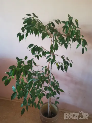 Бенджамин 150 см висок, снимка 4 - Стайни растения - 43049124