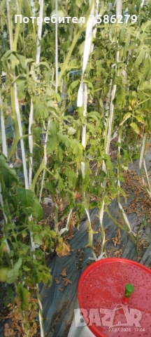 капан за тута абсолюта-доматен миниращ молец, снимка 2 - Оранжерии - 51696913