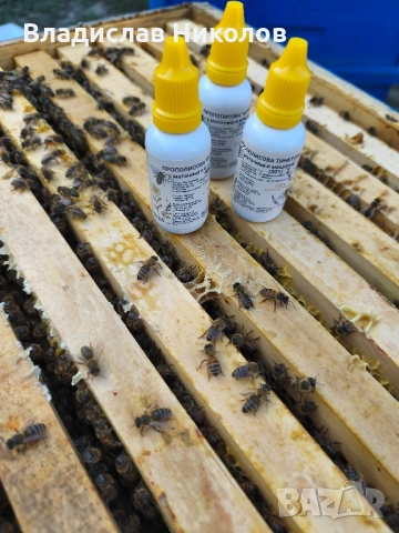 Прополисова тинктура с маточина и мащерка 