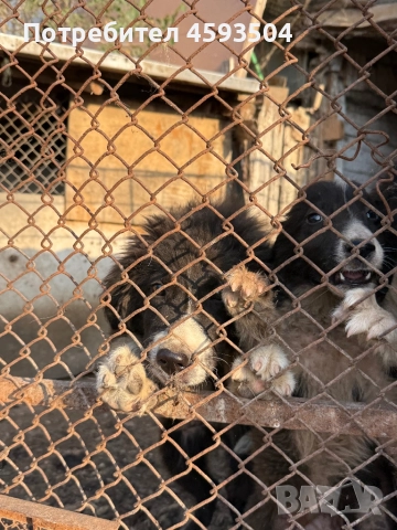 Продавмам блгарски овчарски кучета , снимка 1