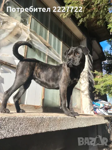 Cane Corso / Кане Корсо две женски