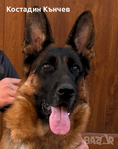 Мъжко кученце немска овчарка, снимка 4 - Немска овчарка - 53222722