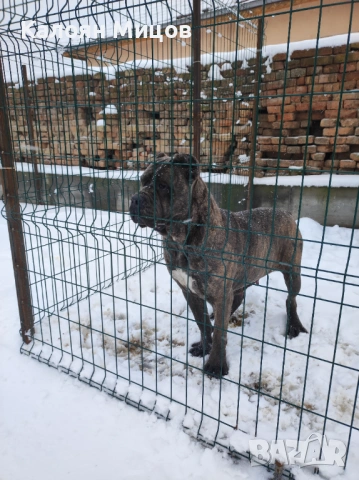 Кане Корсо Puppy, снимка 7 - Кане корсо - 53713101