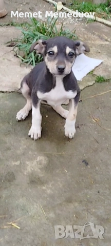 Пинчери Момче и момиче , снимка 4 - Пинчер - 52918903