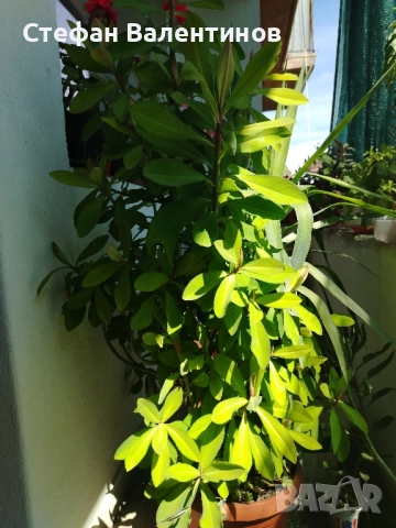 Euphorbia Synadenium grantii (каучуково дърво) , снимка 9 - Градински цветя и растения - 51625139