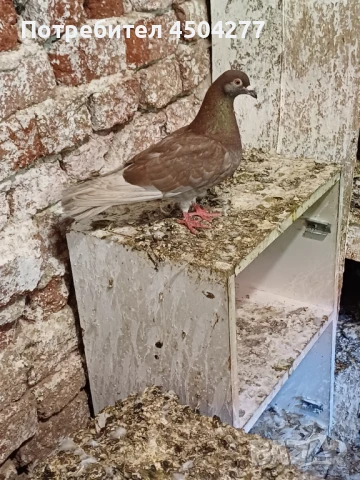 Свободни гълъби, снимка 11 - Гълъби - 50677179
