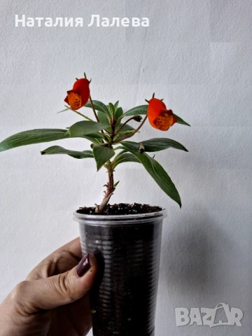 Сиимания, seemannia sylvatica, снимка 3 - Стайни растения - 53702194