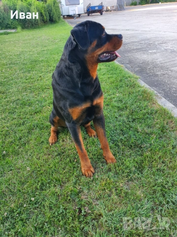 Ротвайлер за разплод, снимка 4 - Ротвайлер - 53155952