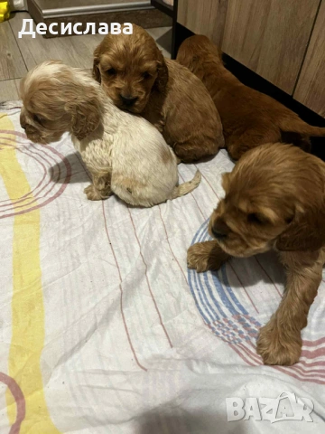 Кокер шпаньол , снимка 6 - Кокер шпаньол - 53119091