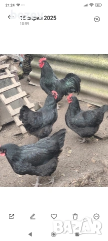 Оплодени яйца от бял легхорн , черен австролорп и пекински патици!, снимка 4 - Кокошки и пуйки - 52823089