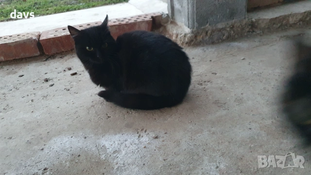 Дом за млади котета - остават сами на произвола на съдбата, снимка 11 - Други - 53050188