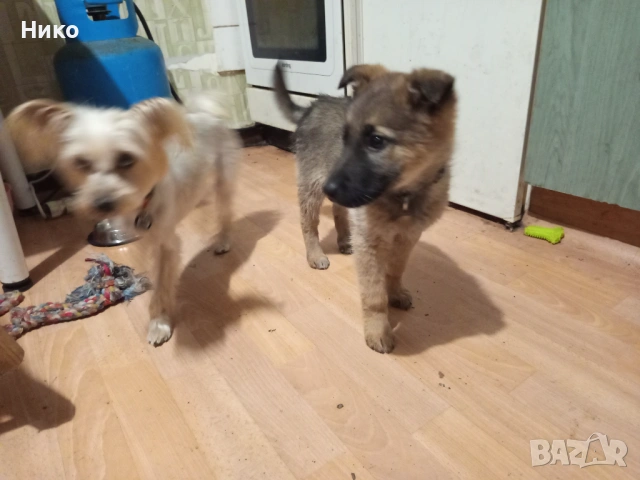 Женска немска овчарка, снимка 7 - Немска овчарка - 53155892