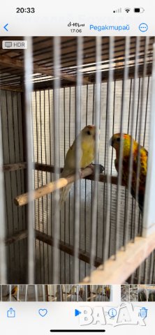 Продавам пойни папагали, снимка 5 - Папагали - 40622040