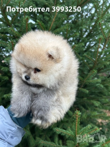Померан момче, снимка 5 - Померан - 52576523