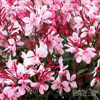 Гаура (Gaura lindheimeri), снимка 6 - Разсади - 55968627