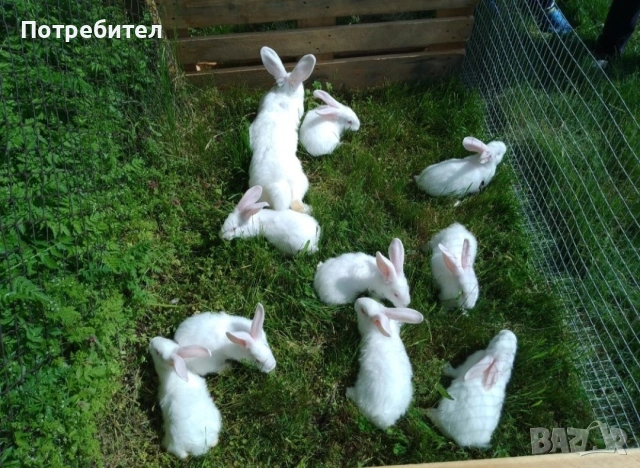 Зайци за разплод и клане 