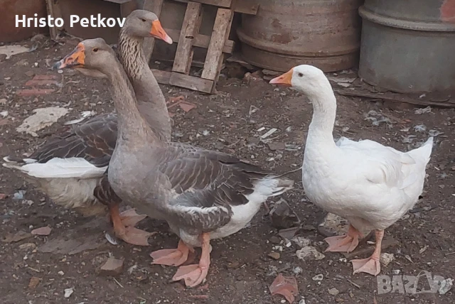 Продовам 2 Гъски и 1Гъсок , снимка 1