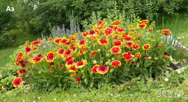 Продавам цветя Гайлардия – разсад за есенно засаждане в градината, различни цветове, снимка 5 - Разсади - 30273860