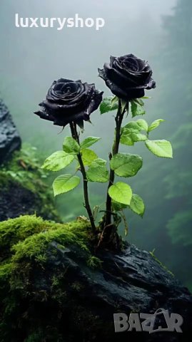 ЧЕРНА РОЗА, Рядък сорт семена на роза, ” Black Night ”, снимка 4 - Сортови семена и луковици - 29278138