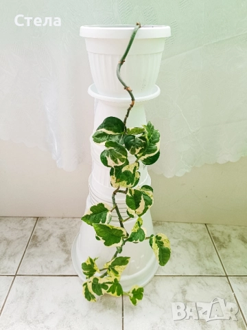 бял Бенджамин, Бегония , Хлорофитум , снимка 14 - Стайни растения - 46143435