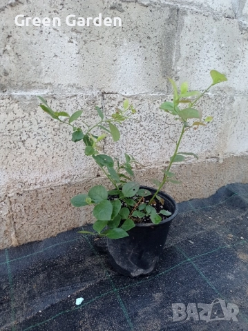 Американска боровинка , снимка 2 - Градински цветя и растения - 50985526